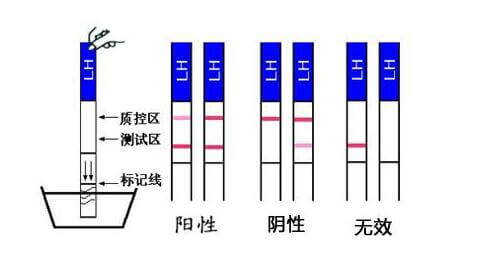 早孕试纸怎么用