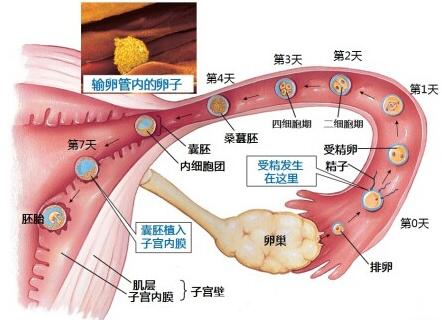 早孕试纸多久能测出来